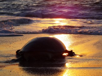 Giant sea turtle heading back to the sea