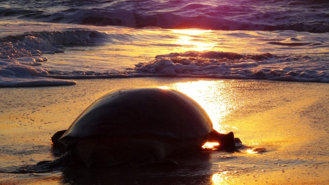 Giant sea turtle heading back to the sea Giant sea turtle heading back to the sea