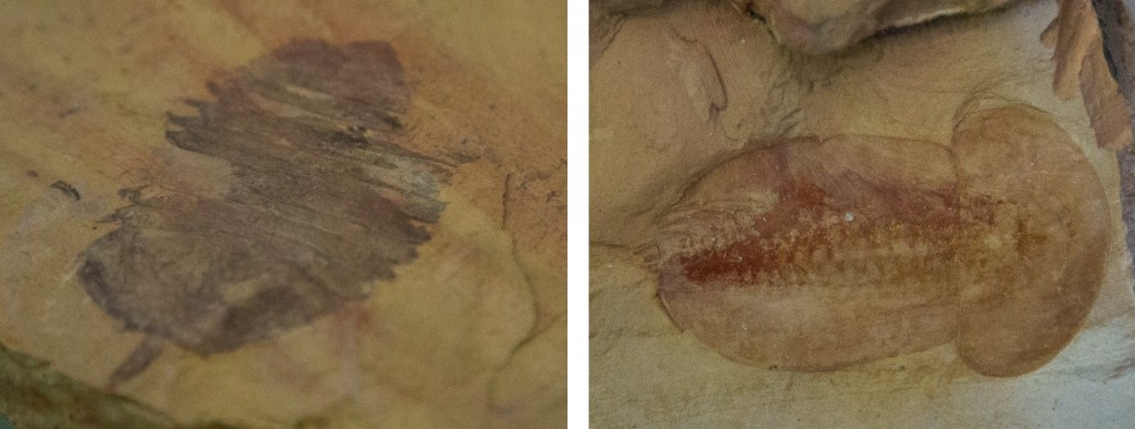 China - Chengjiang Fossil Site