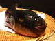 Eating Fugu in Tokyo and other dishes