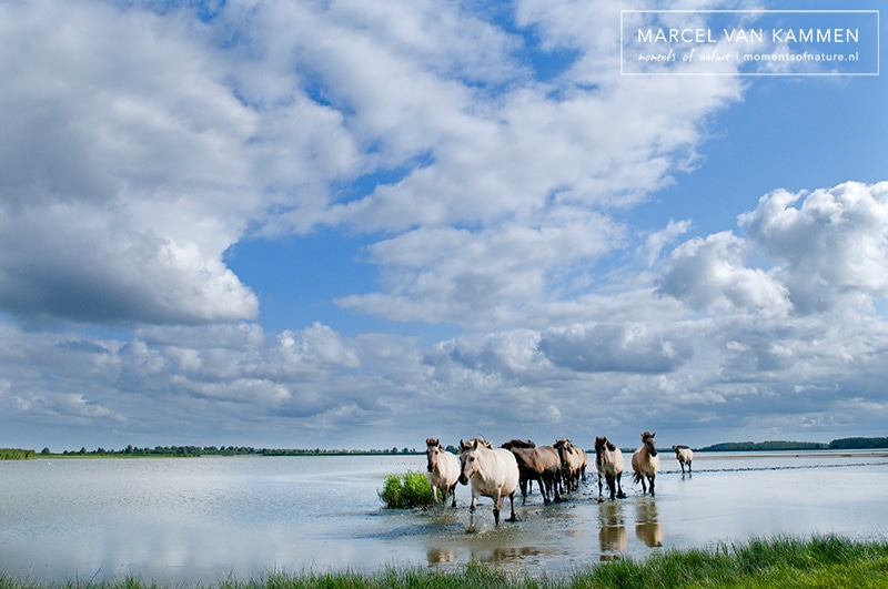 Noord Nederland: Lauwersmeer & Waddenzee