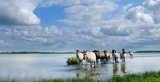 lauwersmeer-konikpaarden2