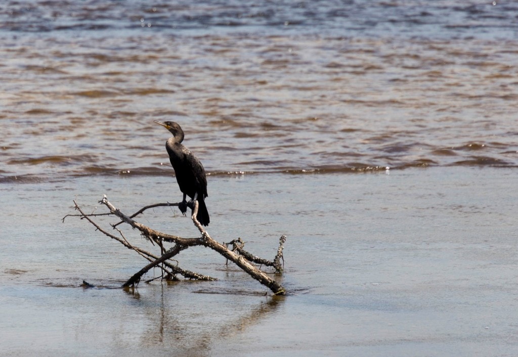 USA - Beautiful white beaches and wildlife at Sanibel Island in Florida
