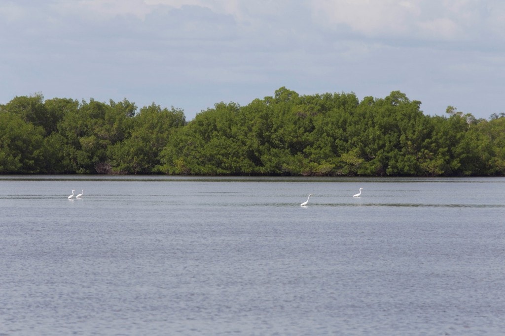 USA - Beautiful white beaches and wildlife at Sanibel Island in Florida