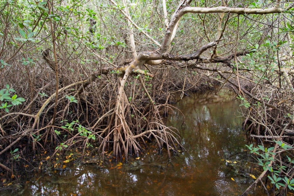 USA - Beautiful white beaches and wildlife at Sanibel Island in Florida