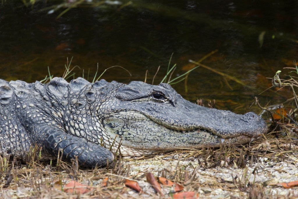 USA - Beautiful white beaches and wildlife at Sanibel Island in Florida
