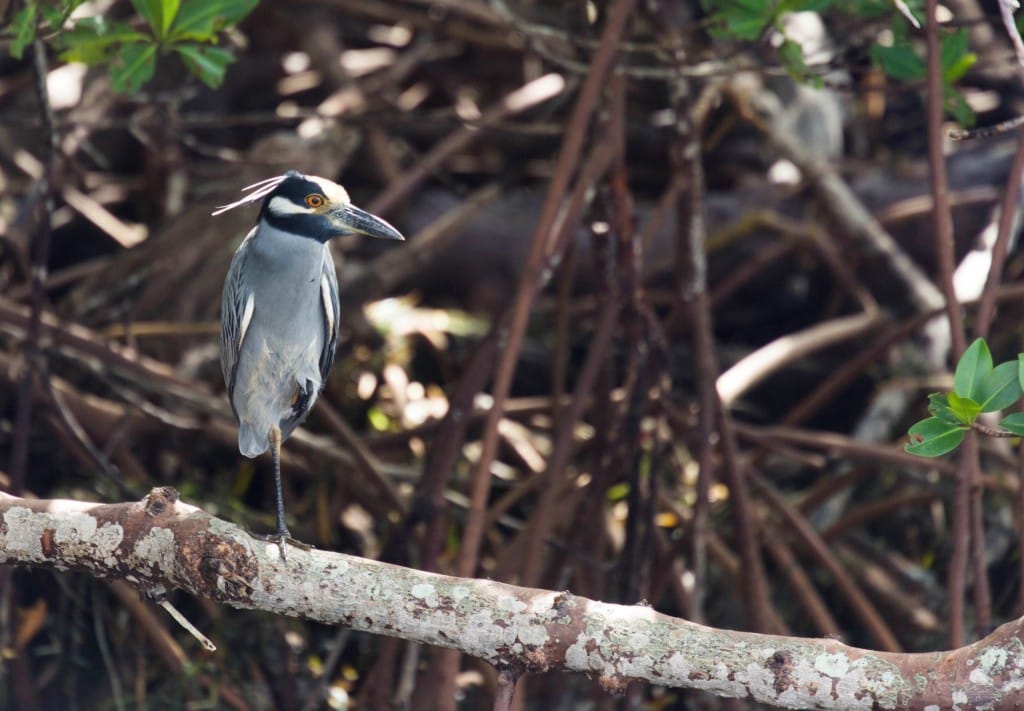 USA - Beautiful white beaches and wildlife at Sanibel Island in Florida