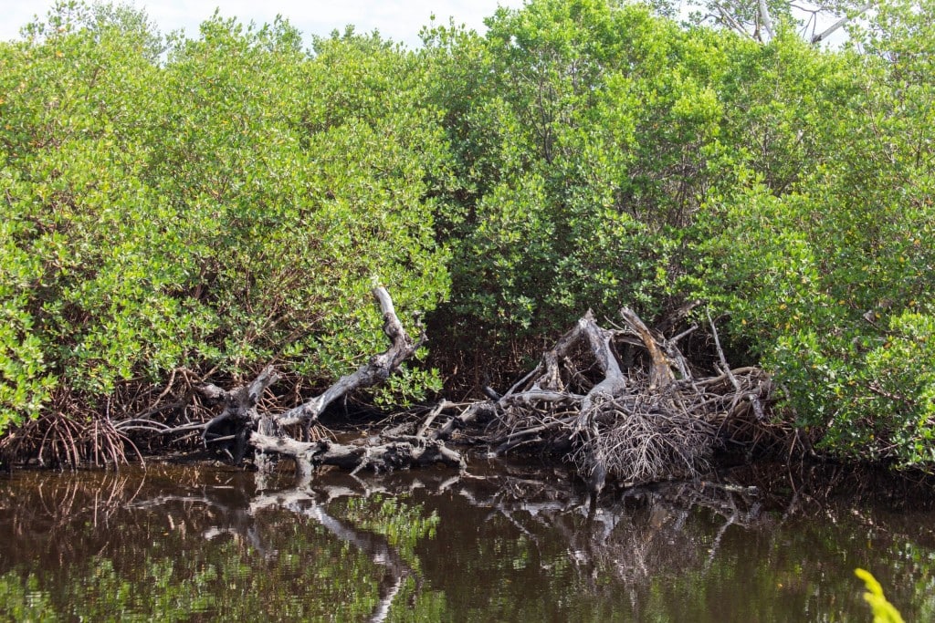 USA - Beautiful white beaches and wildlife at Sanibel Island in Florida