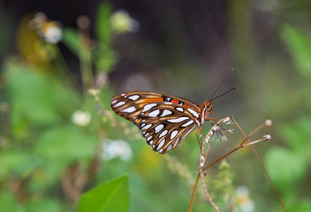 USA - Beautiful white beaches and wildlife at Sanibel Island in Florida