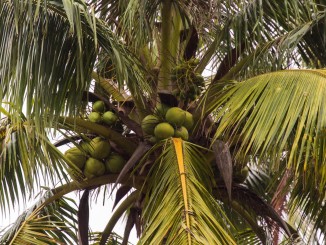 CHINA - The Hainan coconut plantage and mangroves as a day trip from Haikou