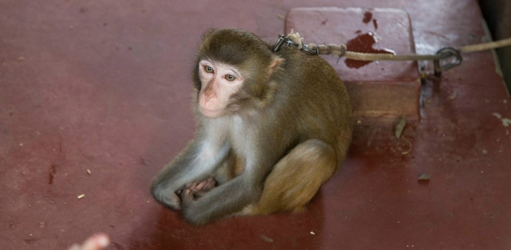 CHINA - Two times disappointing Hainan: Monkey Island abused animals and closed Wuzishan