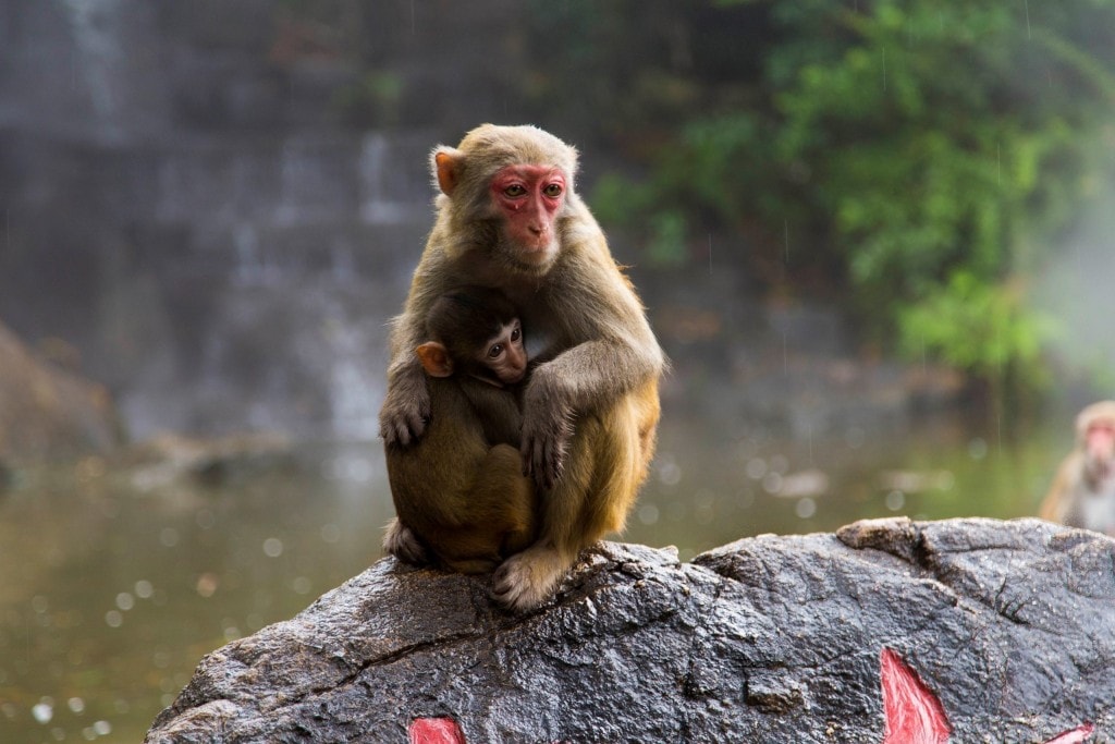 CHINA - Two times disappointing Hainan: Monkey Island abused animals and closed Wuzishan