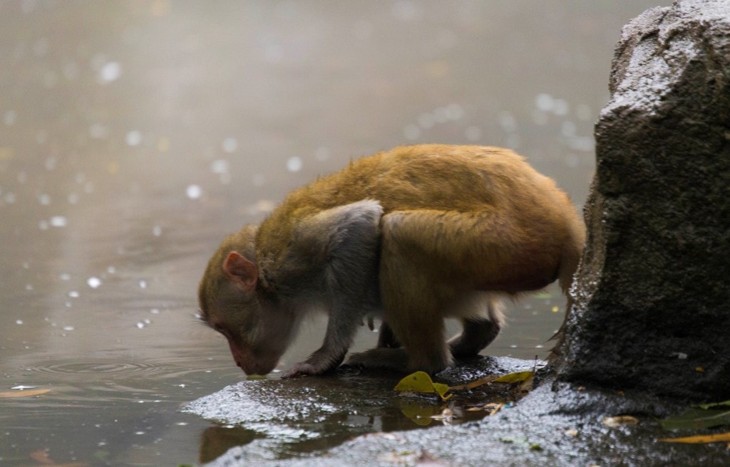 CHINA - Two times disappointing Hainan: Monkey Island abused animals and closed Wuzishan