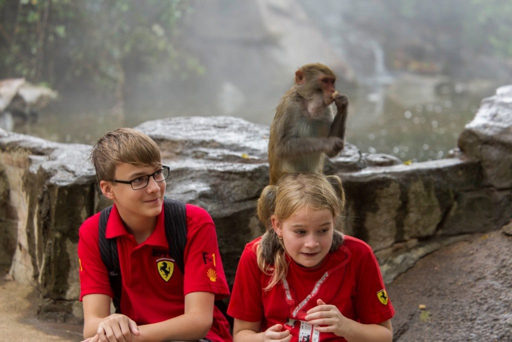 CHINA - Two times disappointing Hainan: Monkey Island abused animals and closed Wuzishan