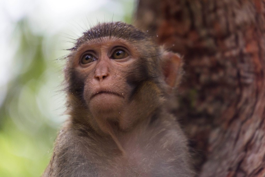 CHINA - Two times disappointing Hainan: Monkey Island abused animals and closed Wuzishan