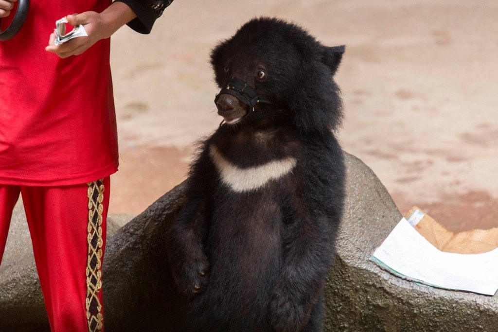 CHINA - Two times disappointing Hainan: Monkey Island abused animals and closed Wuzishan