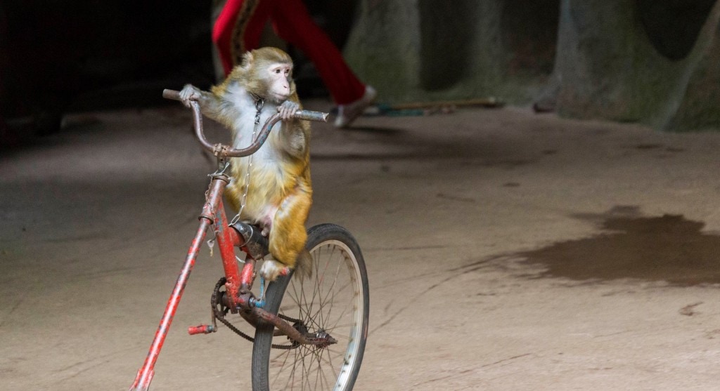 CHINA - Two times disappointing Hainan: Monkey Island abused animals and closed Wuzishan