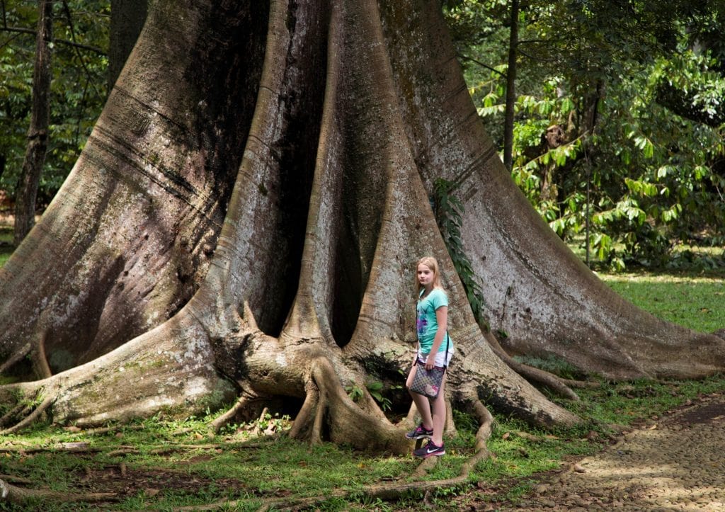 INDONESIA - The Bogor Botanical Gardens as a stop between Jakarta and Bandung