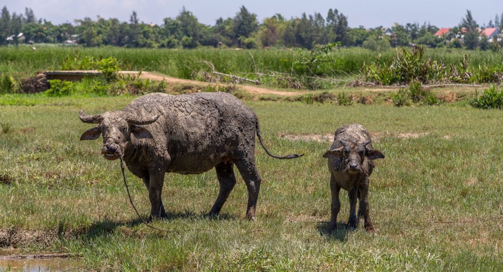 VIETNAM - Must see things in two weeks; a sample Vietnam itinerary