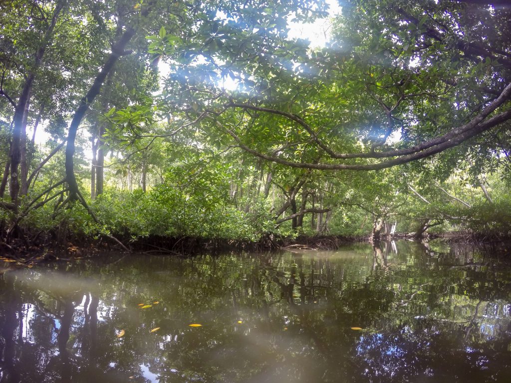 MICRONESIA FSM - Must do activity on Yap: Kayaking through the mangroves