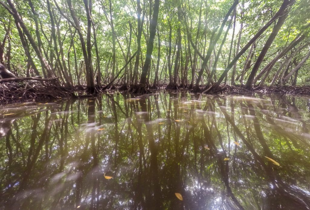 MICRONESIA FSM - Must do activity on Yap: Kayaking through the mangroves