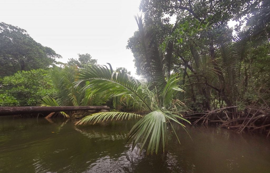 MICRONESIA FSM - Must do activity on Yap: Kayaking through the mangroves