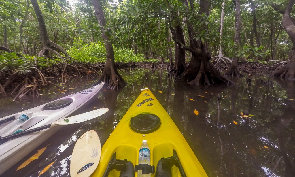 MICRONESIA FSM - Must do activity on Yap: Kayaking through the mangroves