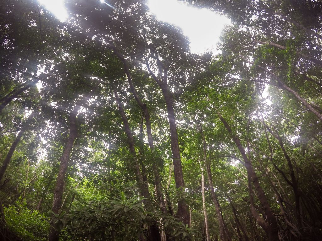 MICRONESIA FSM - Must do activity on Yap: Kayaking through the mangroves