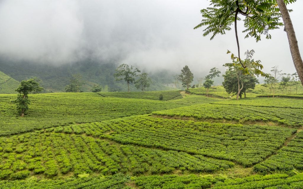 INDONESIA - Bandung day trip: Tangkuban Perahu volcano crater tour, tea plantation & more