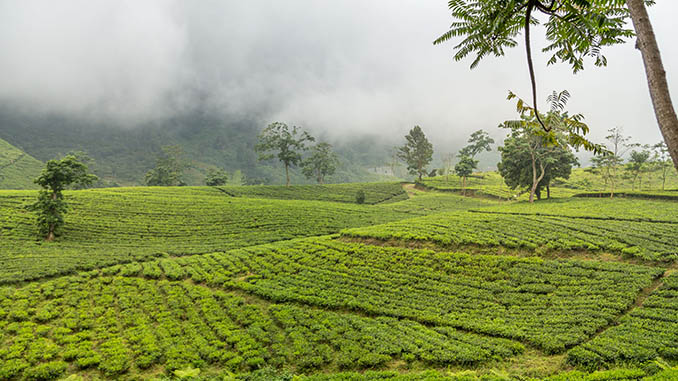 INDONESIA - Bandung day trip: Tangkuban Perahu volcano crater tour, tea plantation & more INDONESIA - Bandung day trip: Tangkuban Perahu volcano crater tour, tea plantation & more