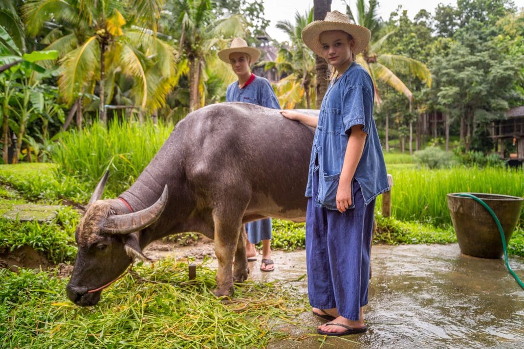 Buffalo Washing - THAILAND - Four Seasons Chiang Mai: A luxury treasure in the Mae Rim Valley