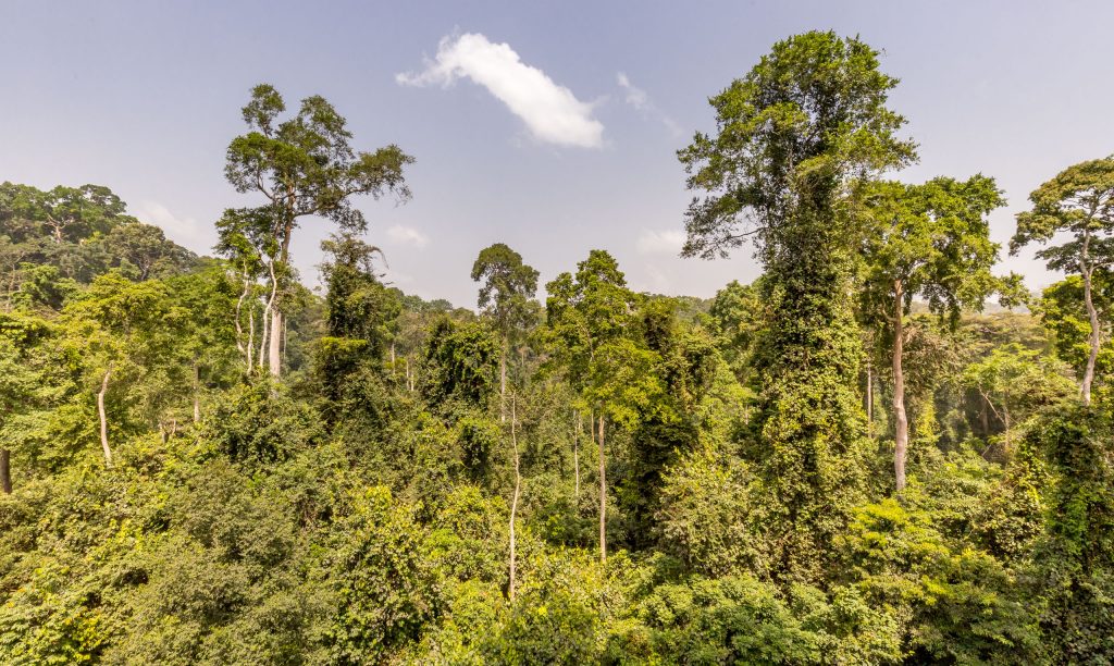 Kakum National Park - GHANA - The perfect one-week Ghana itinerary exploring West Africa's Gold Coast