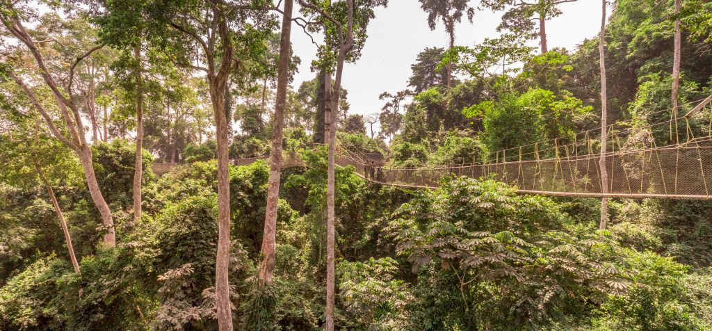 Kakum National Park - GHANA - The perfect one-week Ghana itinerary exploring West Africa's Gold Coast