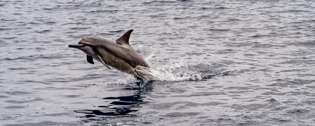 Coongoola Cruise Dolphin Jump - VANUATU - 7 days in Vanuatu itinerary: travel guide, tips & inspiration