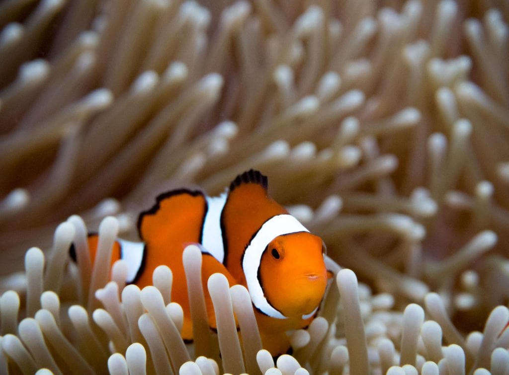 Snorkeling Clown Fish - SOLOMON ISLANDS - 7 days in Solomon Islands itinerary: travel guide, tips & inspiration