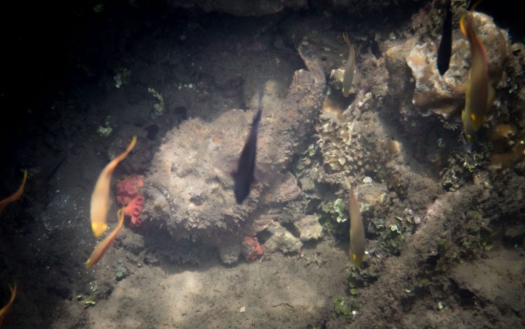 Snorkeling Stone Fish - SOLOMON ISLANDS - 7 days in Solomon Islands itinerary: travel guide, tips & inspiration