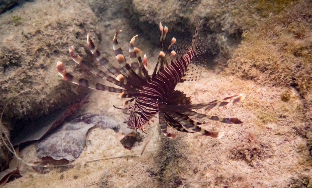 Coongoola Cruise Lion Fish Snorkeling - VANUATU - 7 days in Vanuatu itinerary: travel guide, tips & inspiration