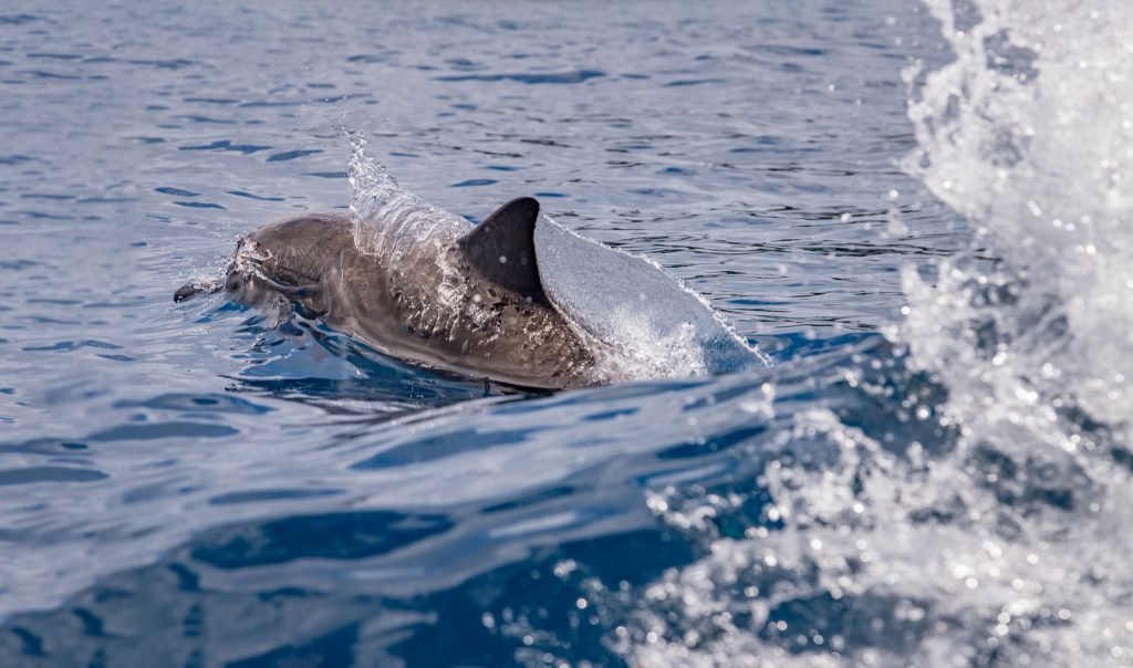 Savo Dolphin Watching - SOLOMON ISLANDS - 7 days in Solomon Islands itinerary: travel guide, tips & inspiration