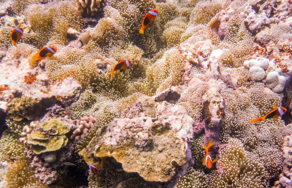 Tanna Snorkeling Clown Fish - VANUATU - 7 days in Vanuatu itinerary: travel guide, tips & inspiration