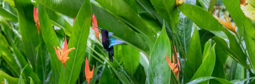 Hummingbird - CARIBBEAN - Antigua, St. Lucia and Barbados: Caribbean island hopping itinerary
