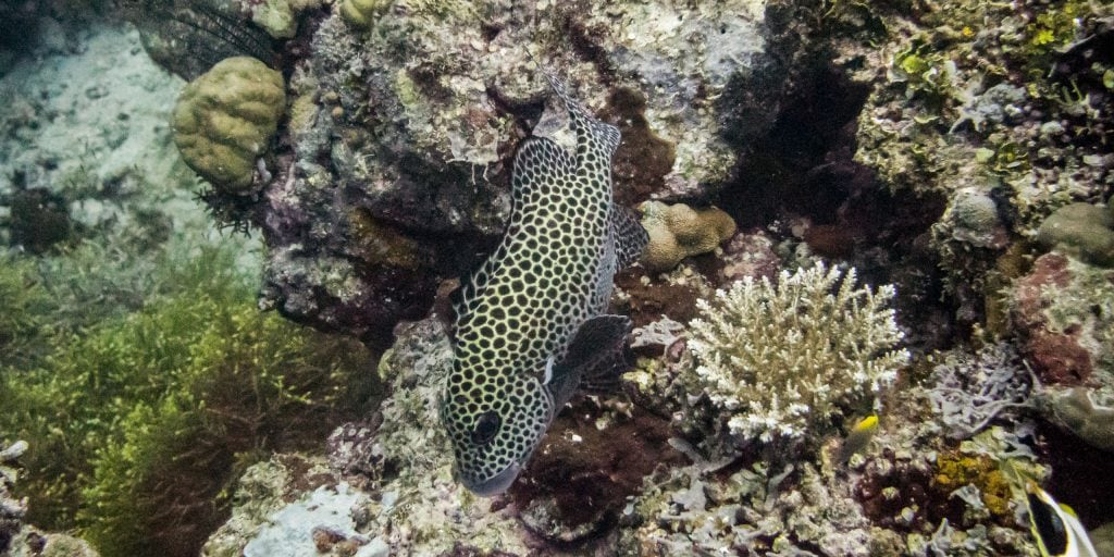 Munda Diving - SOLOMON ISLANDS - World class diving with Dive Munda & an Agnes Gateway Hotel stay