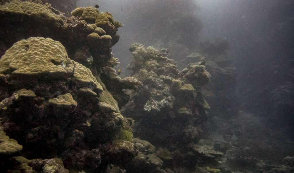 Munda Diving - SOLOMON ISLANDS - World class diving with Dive Munda & an Agnes Gateway Hotel stay