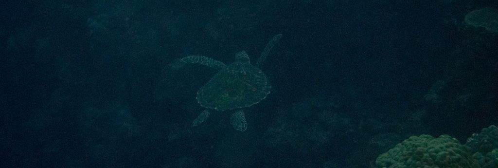 Munda Diving - SOLOMON ISLANDS - World class diving with Dive Munda & an Agnes Gateway Hotel stay