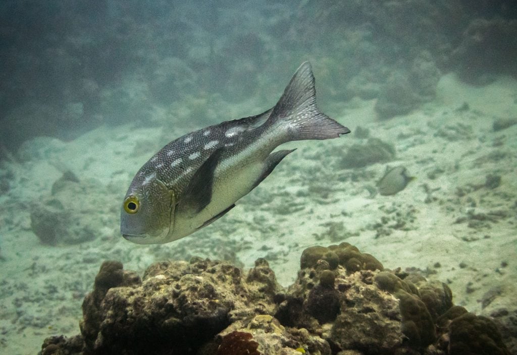 Munda Diving - SOLOMON ISLANDS - World class diving with Dive Munda & an Agnes Gateway Hotel stay