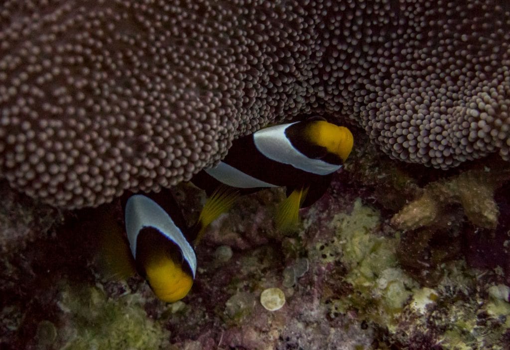 Munda Diving - SOLOMON ISLANDS - World class diving with Dive Munda & an Agnes Gateway Hotel stay