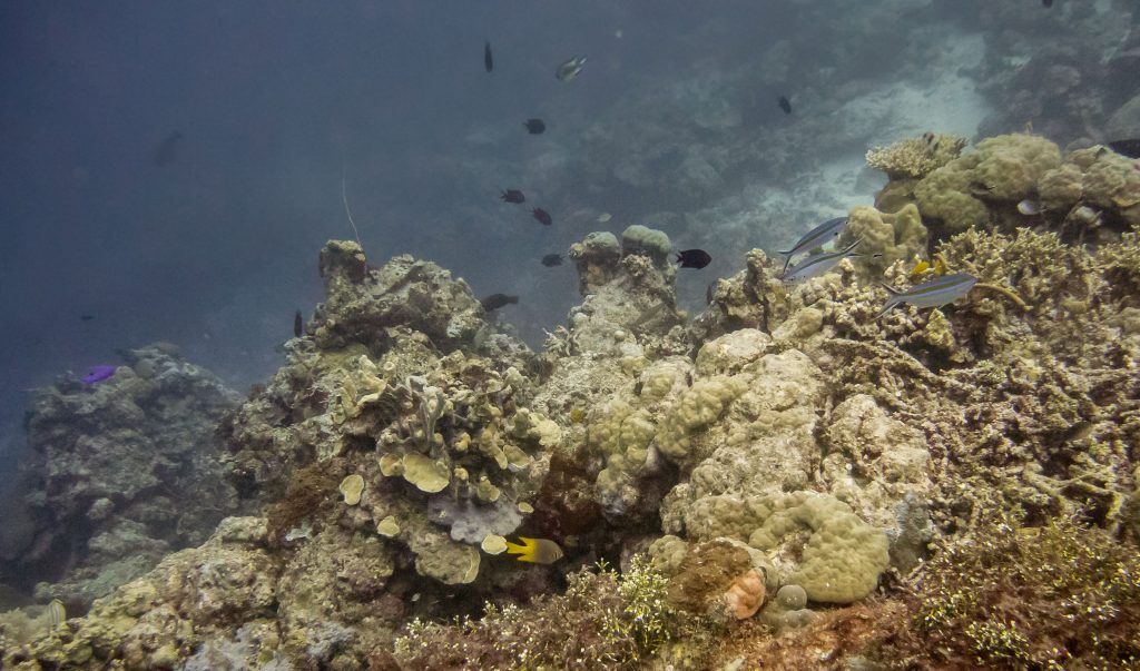 Munda Diving - SOLOMON ISLANDS - World class diving with Dive Munda & an Agnes Gateway Hotel stay