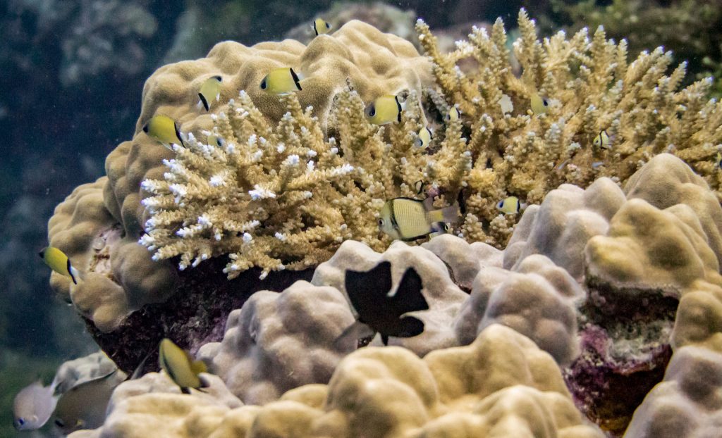 Munda Diving - SOLOMON ISLANDS - World class diving with Dive Munda & an Agnes Gateway Hotel stay