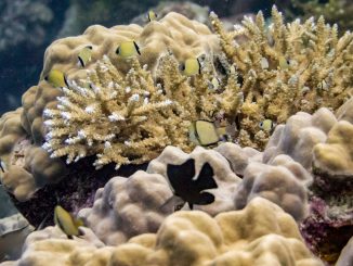Munda Diving - SOLOMON ISLANDS - World class diving with Dive Munda & an Agnes Gateway Hotel stay