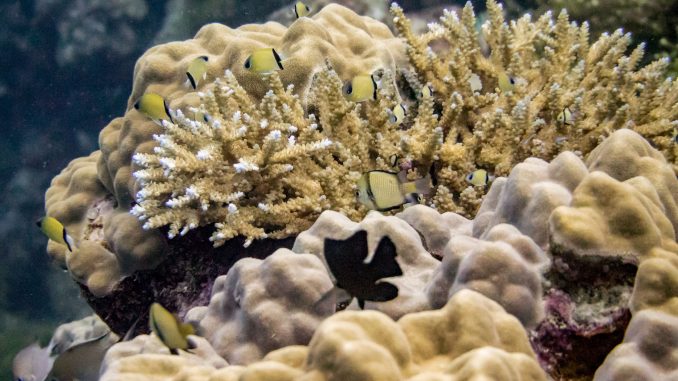 Munda Diving - SOLOMON ISLANDS - World class diving with Dive Munda & an Agnes Gateway Hotel stay Munda Diving - SOLOMON ISLANDS - World class diving with Dive Munda & an Agnes Gateway Hotel stay