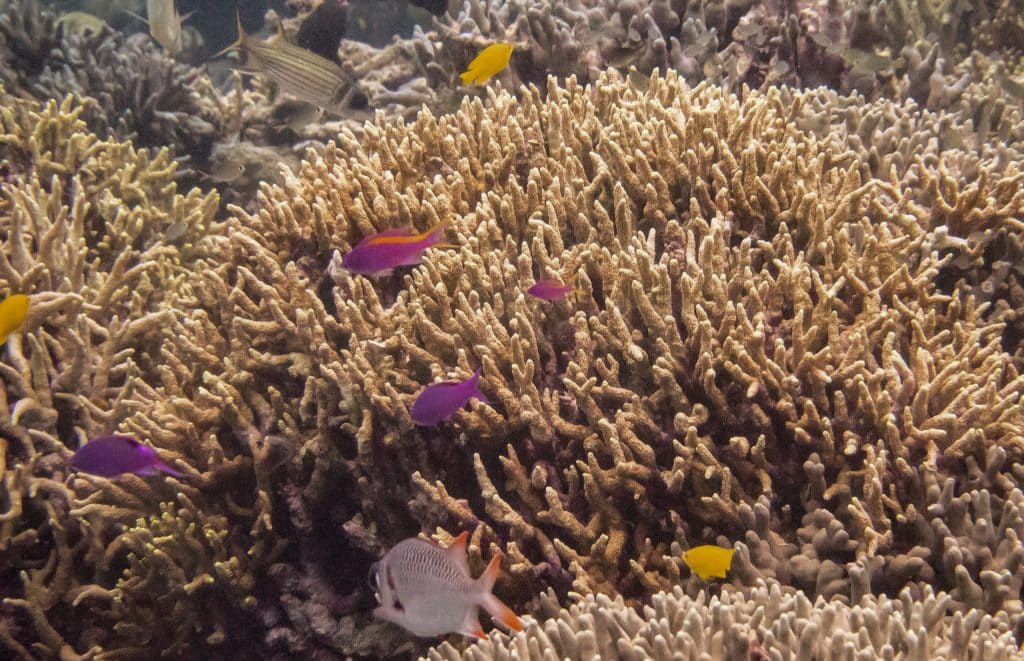 Munda Diving - SOLOMON ISLANDS - World class diving with Dive Munda & an Agnes Gateway Hotel stay